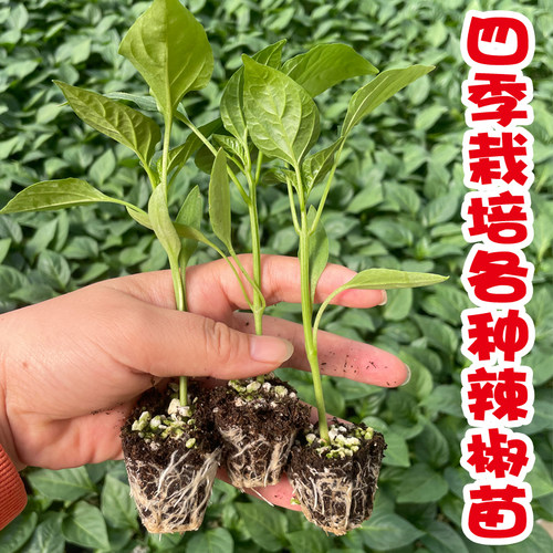 圣女果苗秧樱桃番茄苗水果番茄秧苗铁皮西红柿青椒苗茄子苗蔬菜苗 - 图1
