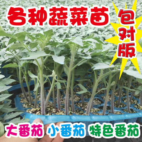 圣女果苗秧樱桃番茄苗水果番茄秧苗铁皮西红柿青椒苗茄子苗蔬菜苗 - 图0
