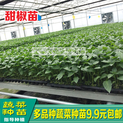 圣女果苗秧樱桃番茄苗水果番茄秧苗铁皮西红柿青椒苗茄子苗蔬菜苗 - 图2