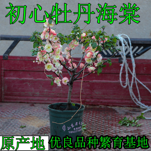 森农哥原生四季初心牡丹海棠长寿冠海棠花盆栽树苗彩玉老桩 - 图2