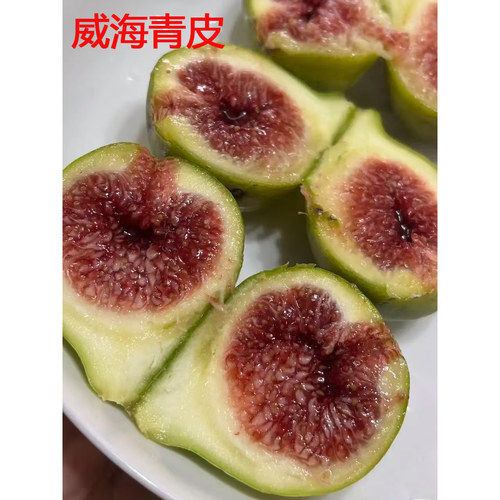森农哥红肉绿色威海青皮无花果树苗盆栽大果格莱斯糖包子小波姬红 - 图1