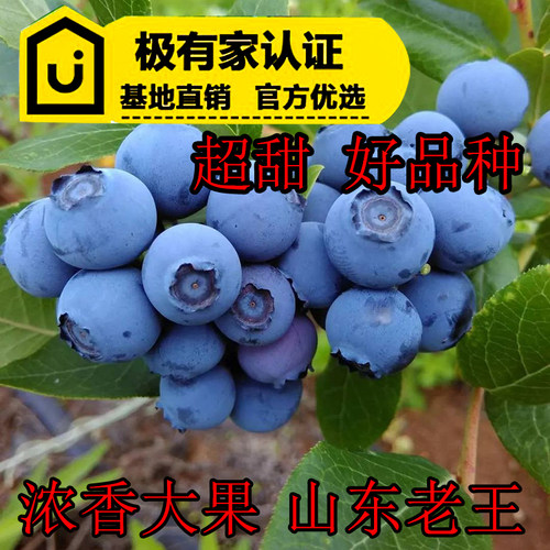 大果薄雾蓝莓苗北方L25蓝莓树果苗南方种植盆栽地栽杯苗 - 图0