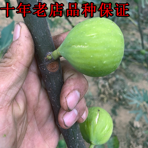 森农哥红肉绿色威海青皮无花果树苗盆栽大果格莱斯糖包子小波姬红 - 图2