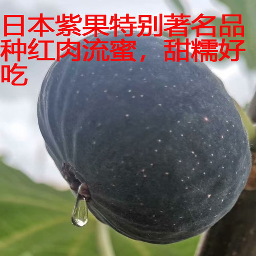 森农哥红肉绿色威海青皮无花果树苗盆栽大果格莱斯糖包子小波姬红 - 图0