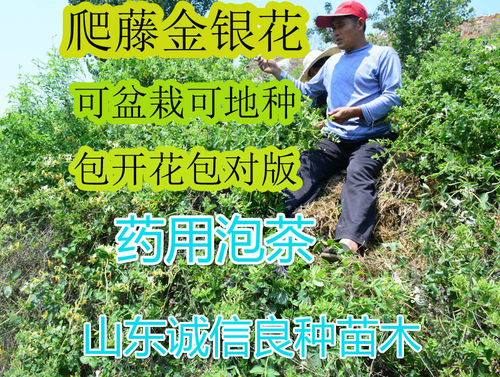 森农哥 食用中药材药用四季常青 爬藤金银花树苗 攀爬植物 - 图0