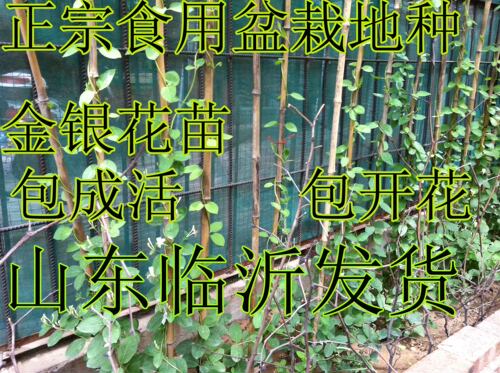 森农哥 食用中药材药用四季常青 爬藤金银花树苗 攀爬植物 - 图3