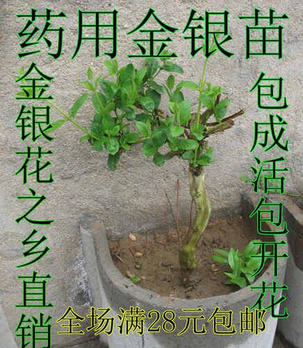 森农哥 食用中药材药用四季常青 爬藤金银花树苗 攀爬植物 - 图1