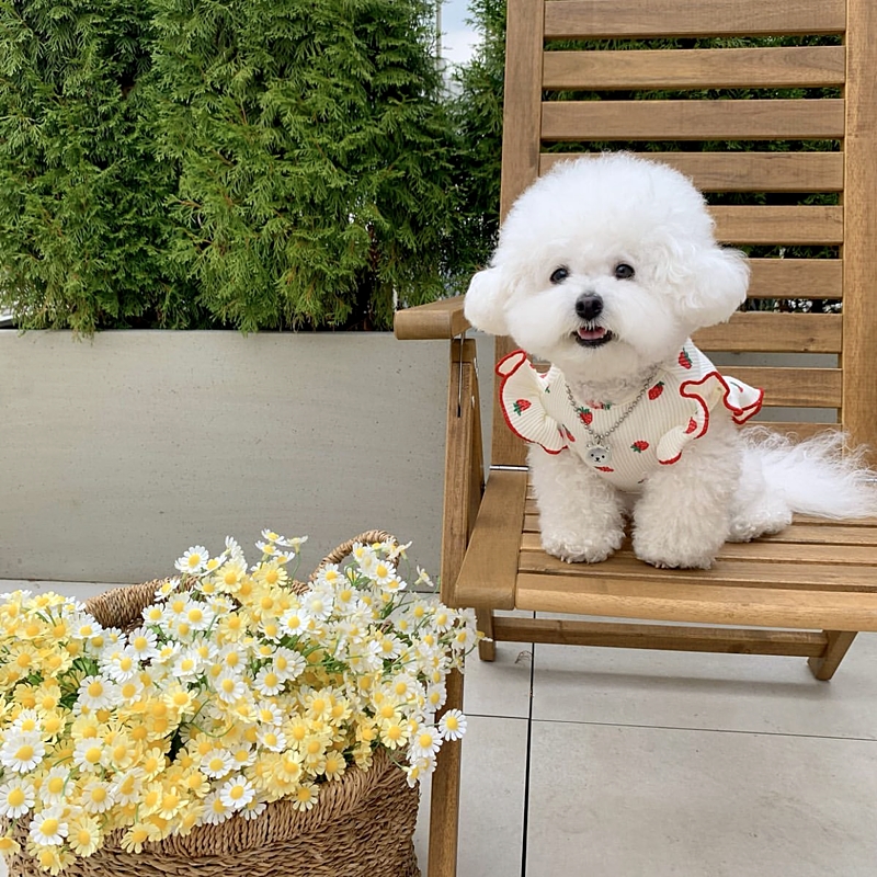 夏季薄款宠物泰迪比熊贵宾约克夏猫咪狗狗衣服小型犬雪纳瑞博美 - 图0