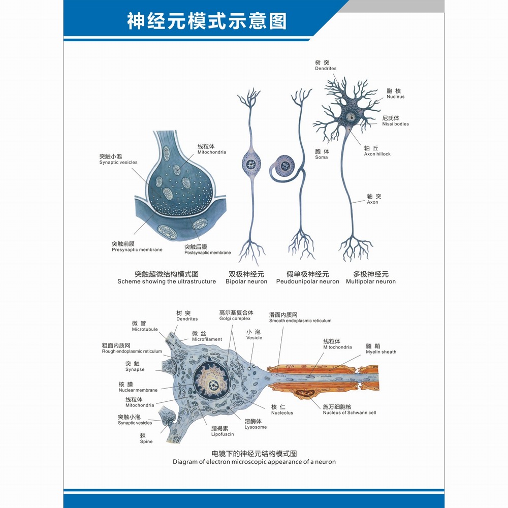 人体神经系统结构图神经细胞神经元解剖图脊神经的组成中英文挂图-图0