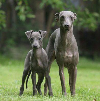 灵缇犬格力犬惠比特犬幼犬活体纯种猎兔犬成年全活比格犬幼犬狗狗 - 图1