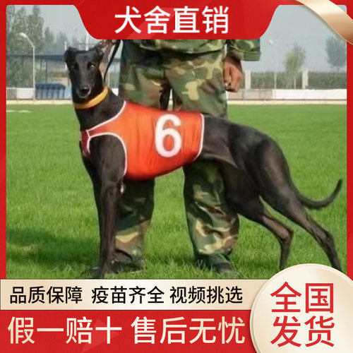 灵缇犬格力犬惠比特犬幼犬活体纯种猎兔犬成年全活比格犬幼犬狗狗 - 图0