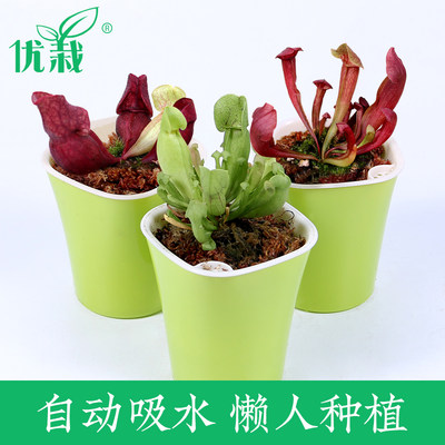 瓶子草食虫植物捕蝇草驱蚊草捕虫草食人花吃人花超大室内绿植盆栽 虎窝淘