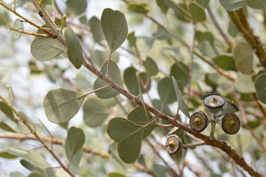 【种子】多年生 尤加利 桉树 心叶桉 EUCALYPTUS websteriana 5粒 - 图0