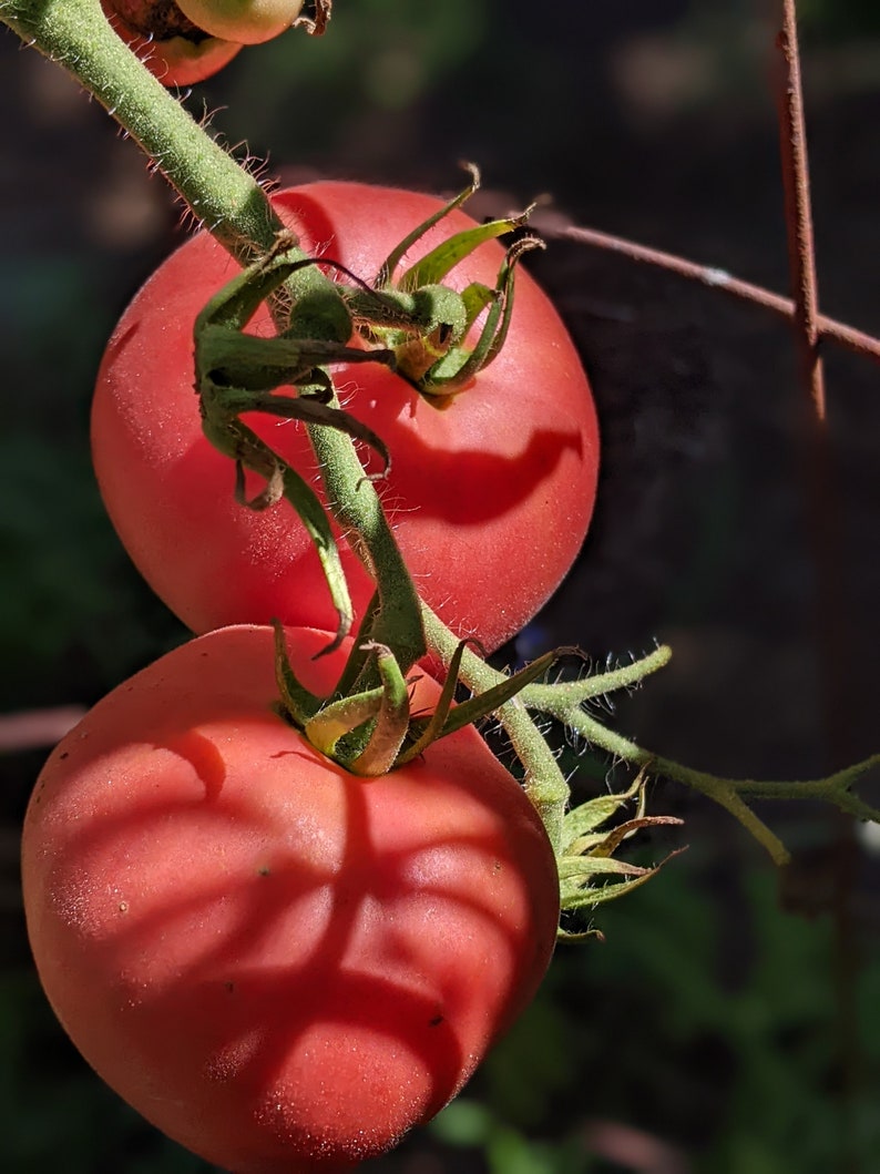 【种子】 中等番茄 毛茸茸的 萨顿桃吻 番茄  5粒 - 图3