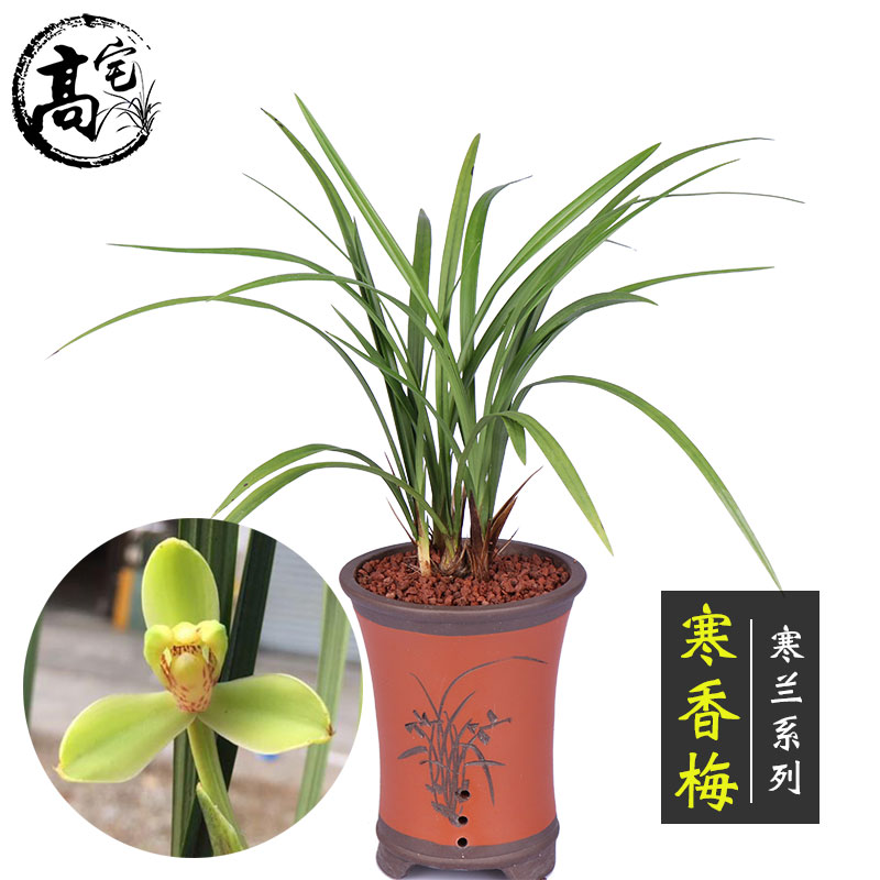 兰花寒香梅兰花苗寒兰梅瓣兰花草室内客厅盆栽花卉绿植物好养-图0