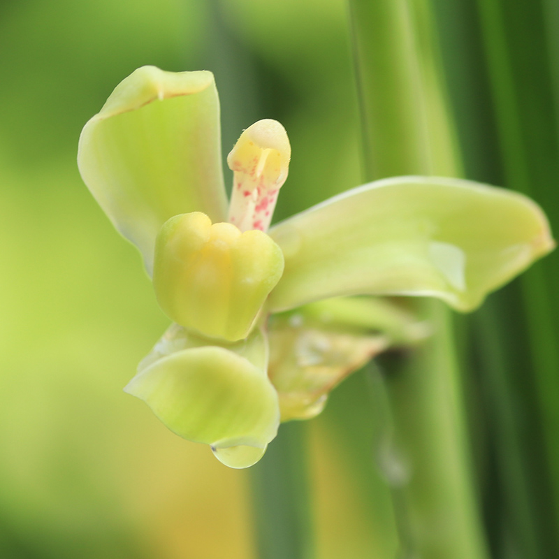 兰花寒香梅兰花苗寒兰梅瓣兰花草室内客厅盆栽花卉绿植物好养-图1