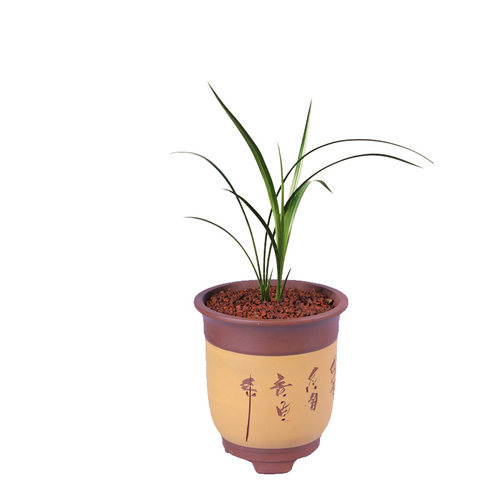 兰花浓香春剑红牡丹红星高照兰花苗多肉植物阳台花卉室内盆栽绿植 - 图3