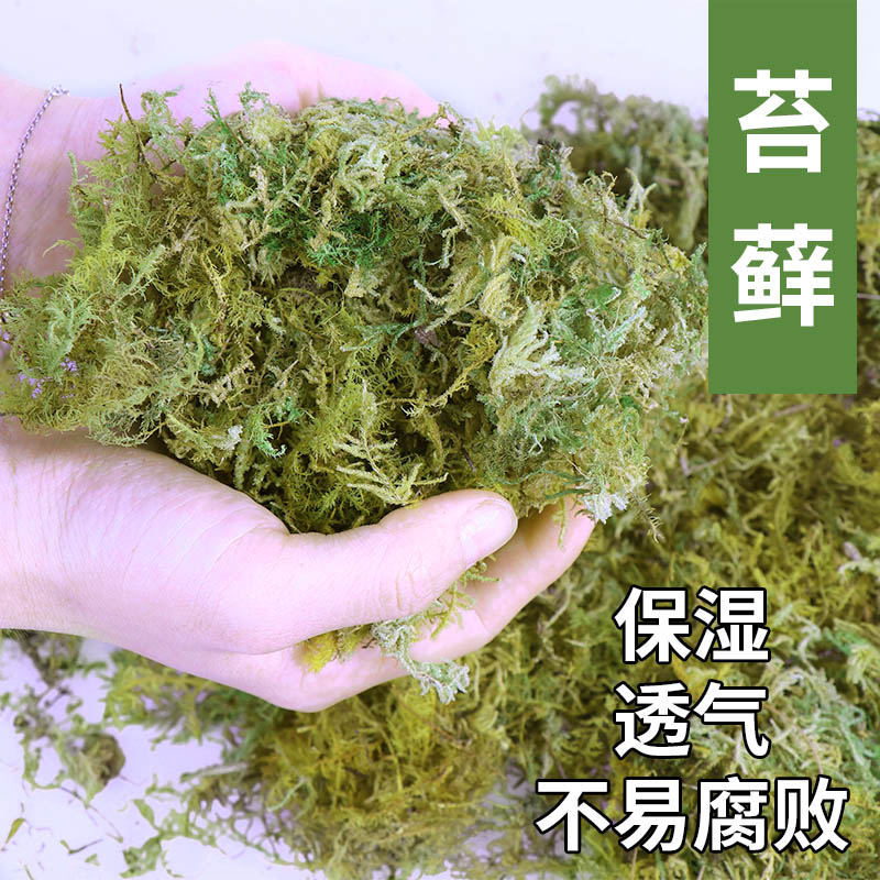 兰花苗装饰育苗种植苗木嫁接干苔藓石斛水草青苔宠物龟冬眠垫-图0