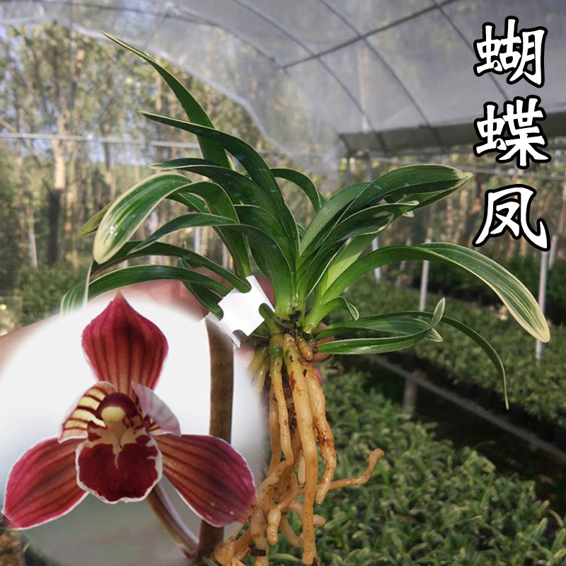 兰花蝴蝶凤四季兰墨兰矮种金边鹤艺浓香型兰花苗室内盆栽花卉绿植_虎窝淘