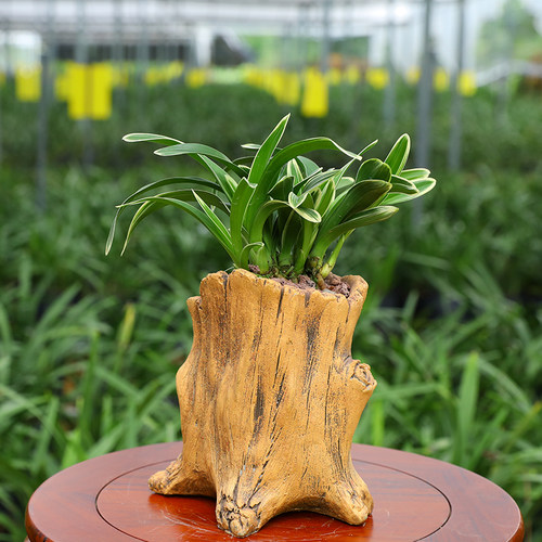 【紫月荷 】兰花苗浓香型 建兰四季兰 矮种金边线艺兰花盆栽花 - 图0