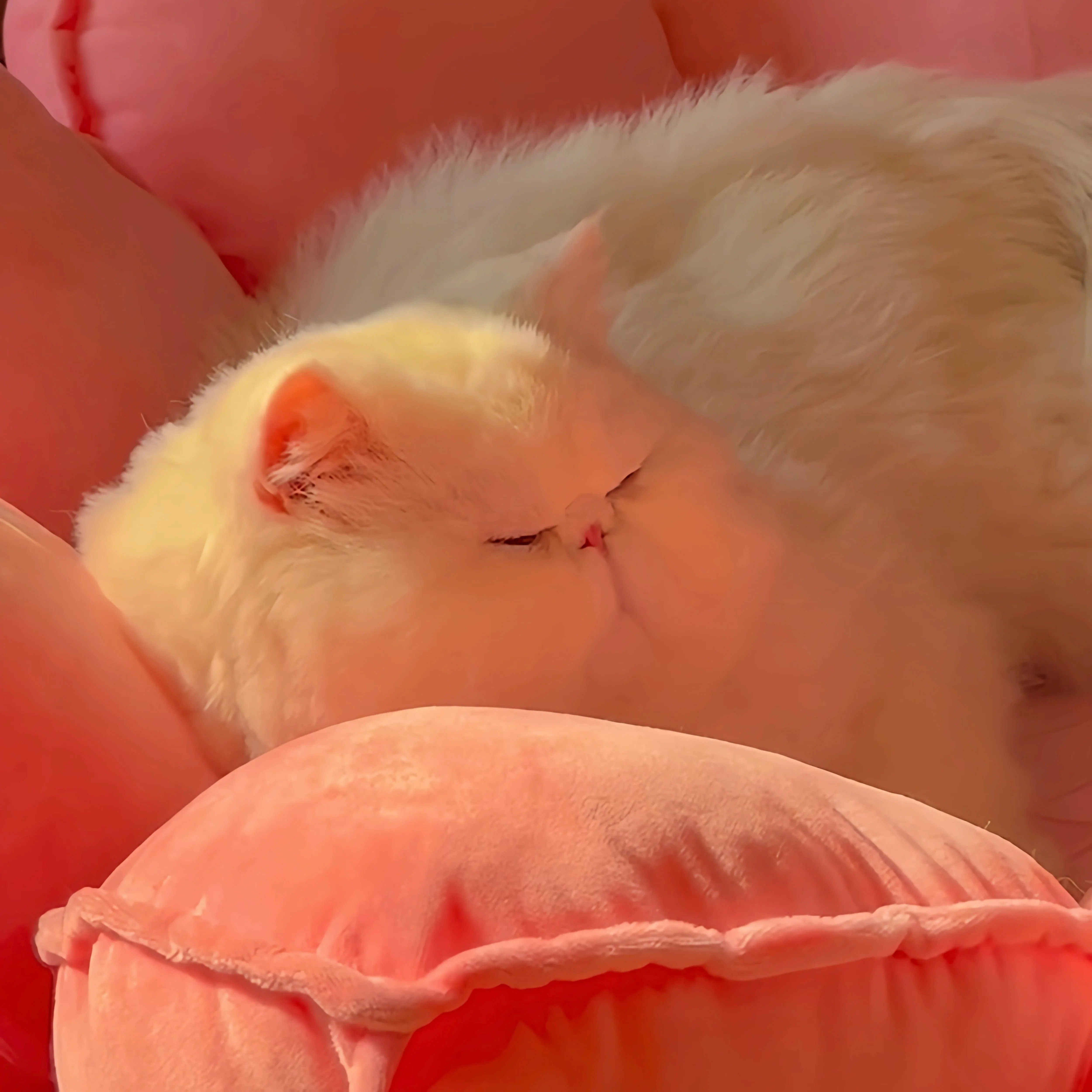 【好运莲莲】莲花猫窝保暖四季通用室内蒲团坐垫猫咪宠物毛绒沙发,淘宝优惠券,粉丝福利购,淘宝优惠卷