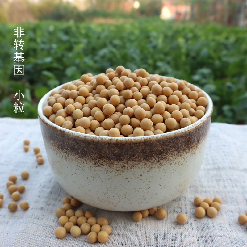 豆芽专用黄豆非转基因小黄豆生黄豆芽2023新货芽苗菜农家自种500g-图0