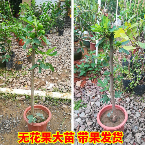 无花果苗盆栽地栽当年结果矮生无花果树苗南方北方室内外阳台种植 - 图0