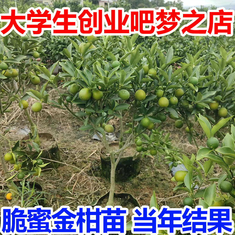 脆蜜金柑苗新品耐寒脆皮金桔嫁接苗果树苗大果苗盆栽金柑带土无核-图1