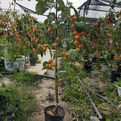 羊奶果苗 果树苗 羊奶果树苗 南方北方种植 羊奶果苗当年结果苗 - 图3