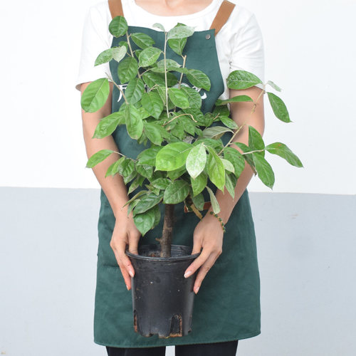 羊奶果苗 果树苗 羊奶果树苗 南方北方种植 羊奶果苗当年结果苗 - 图1