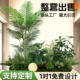 Landscape bionic fake green plants simulated green plants landscape balcony high-end layout ornaments indoor landscape combination