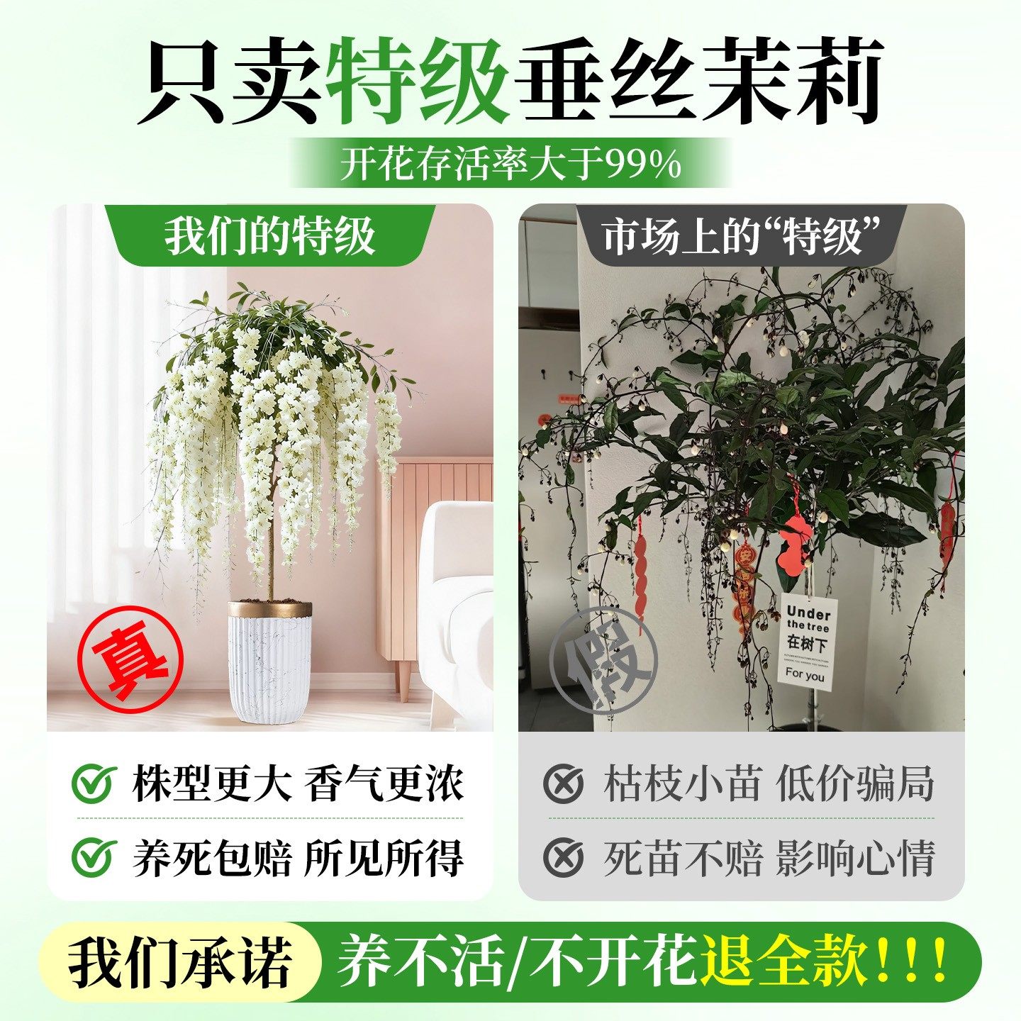 垂丝茉莉带花苞盆栽特大号棒棒糖老桩室内外客厅四季好养植物花卉,淘宝优惠券,粉丝福利购,淘宝优惠卷