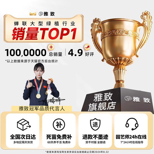 造型琴叶榕客厅大型绿植老桩高级感室内盆栽植物大叶好养大号落地 - 图3