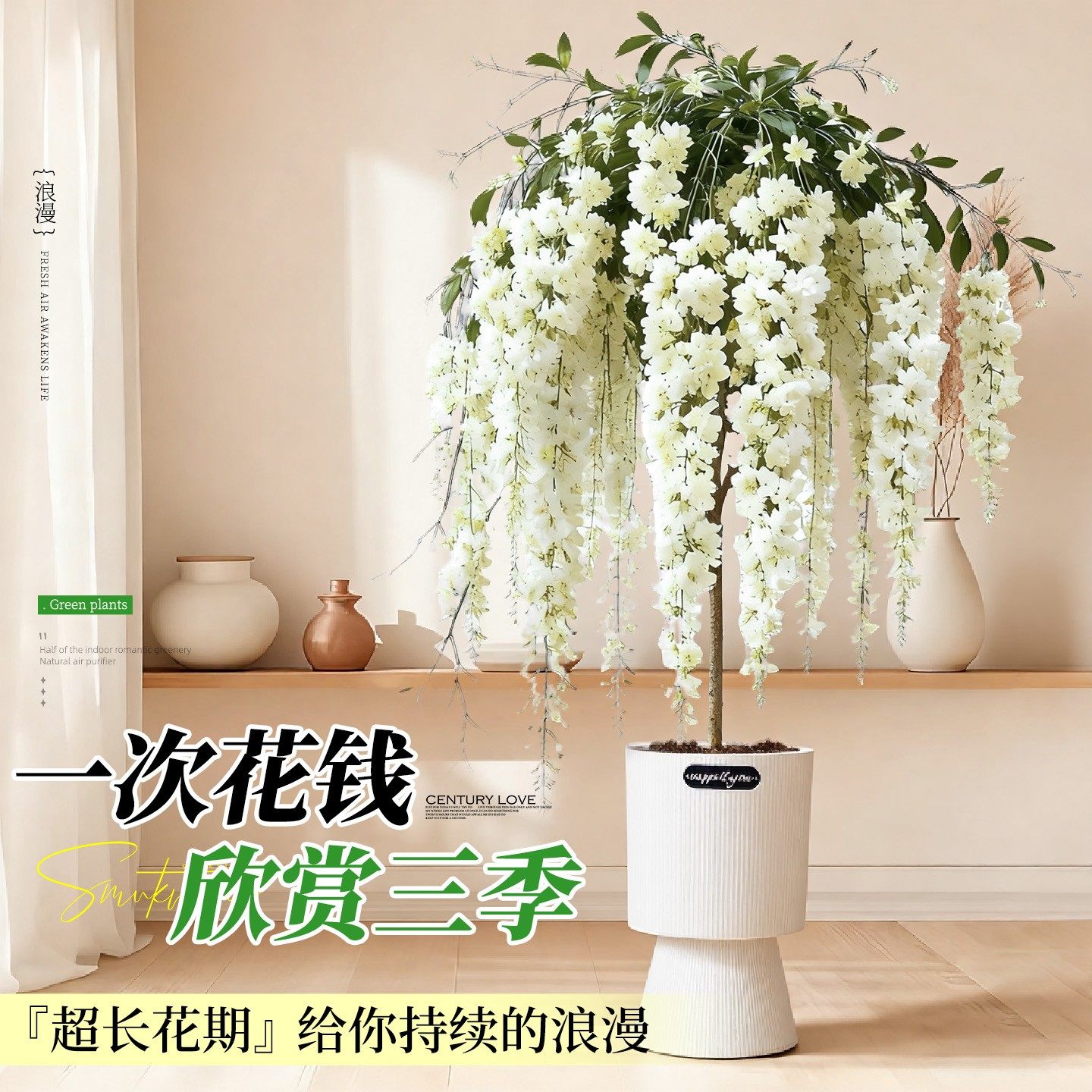 垂丝茉莉带花苞盆栽特大号棒棒糖老桩室内外客厅四季好养植物花卉,淘宝优惠券,粉丝福利购,淘宝优惠卷