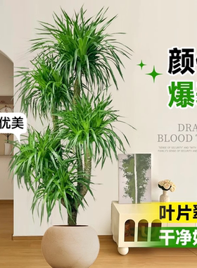 龙血树客厅绿植大型多头龙须树老桩盆栽真树大号室内盆景好养植物