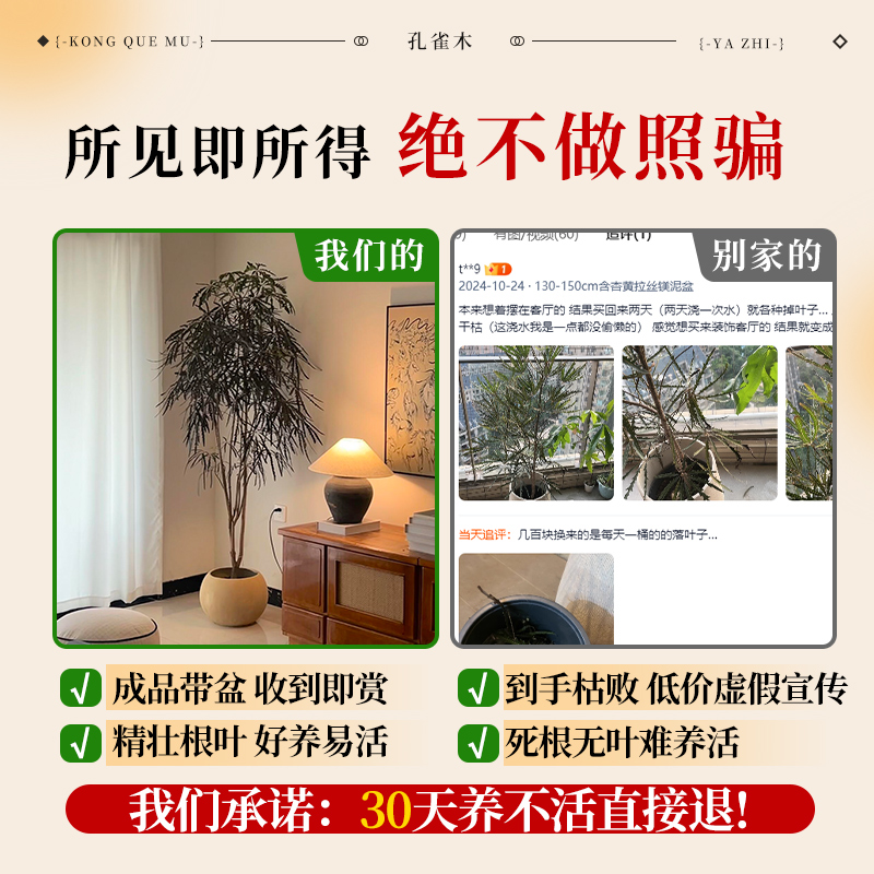 孔雀木绿植室内大型盆栽客厅办公室网红观叶植物落地大号四季好养 - 图0