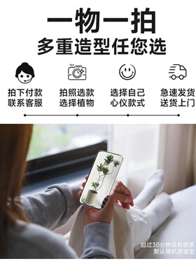 百合竹客厅绿植金边百合竹真绿植盆栽老桩造型室内轻奢大型植物