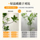 Simulated green plants, high-end light luxury, Bengal banyan living room, bionic indoor plants, potted ornaments, floor-standing decorative fake trees