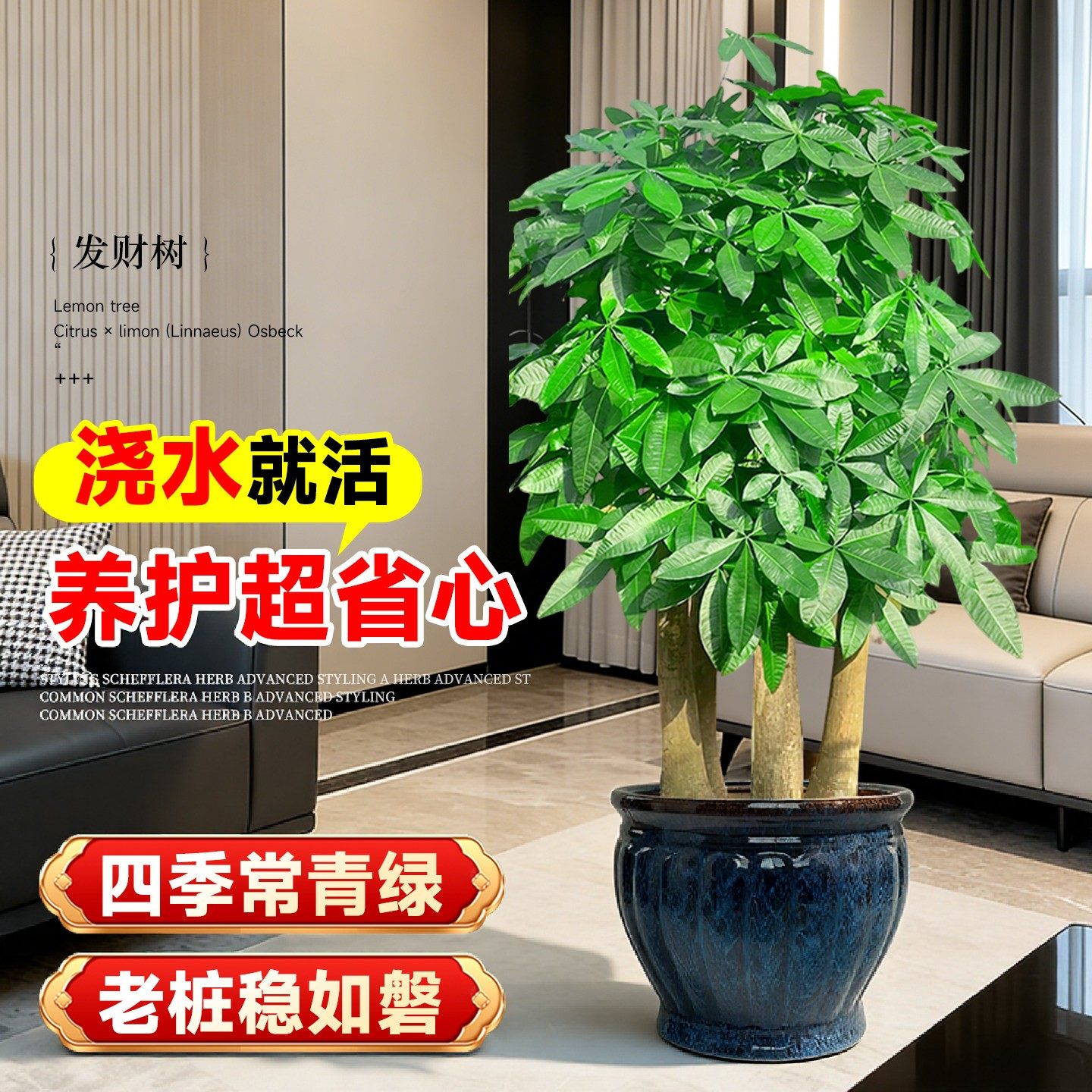 五杆发财树客厅盆栽大乔迁之喜三杆步步高客厅旺宅盆景办公室四季,淘宝优惠券,粉丝福利购,淘宝优惠卷