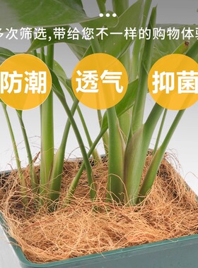 天然椰棕丝海南原产地