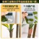 Elegant large green indoor plant pots