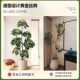 Simulated green plant duck foot wood high-end light luxury potted plant