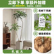Peacock wood simulated green plants, high-end living room, bionic fake plants, large floor-standing indoor potted plants decorative ornaments