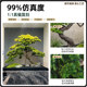 Simulated green plant landscaping combination welcoming pine