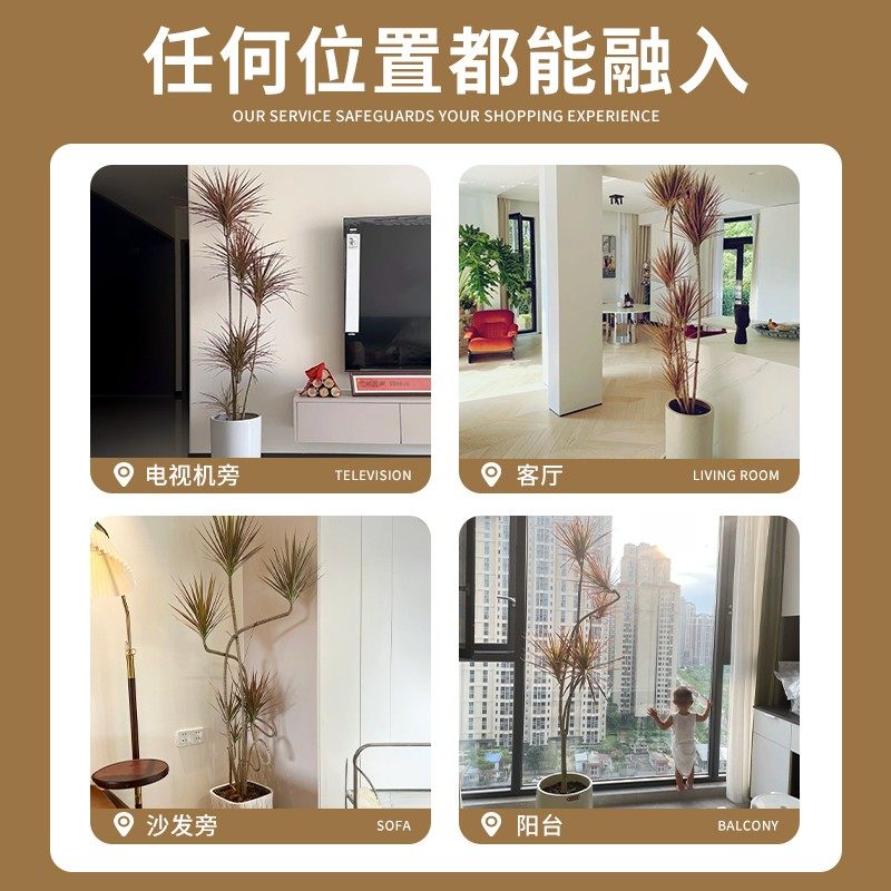 千年木客厅绿植大型植物盆栽造景室内七彩铁龙血树上档次好养真树,淘宝优惠券,粉丝福利购,淘宝优惠卷