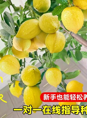 香水老桩盆栽带果树苗客厅绿植室内大型花卉植物四季好养活
