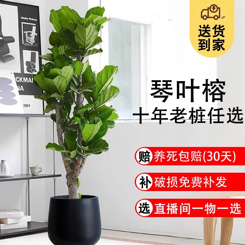 琴叶榕办公室花卉绿植盆景客厅旺宅室内盆栽大型植物易活四季好养