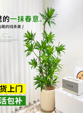 百合竹客厅绿植室内大型盆栽