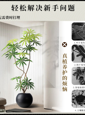 孔雀木仿生绿植客厅氛围树盆栽
