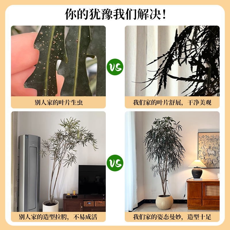 孔雀木绿植室内大型盆栽客厅办公室网红观叶植物落地大号四季好养 - 图1